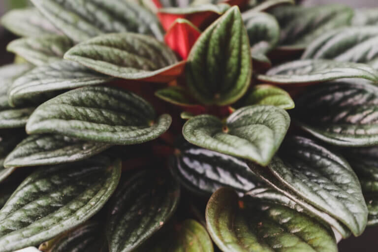 Uma planta compacta que perde todo o seu charme e corre o risco de apodrecer se ficar encharcada pela água da chuva.