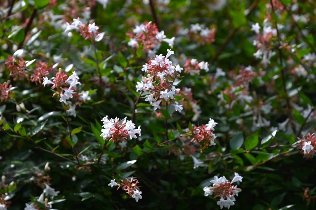 Abelia x grandiflora