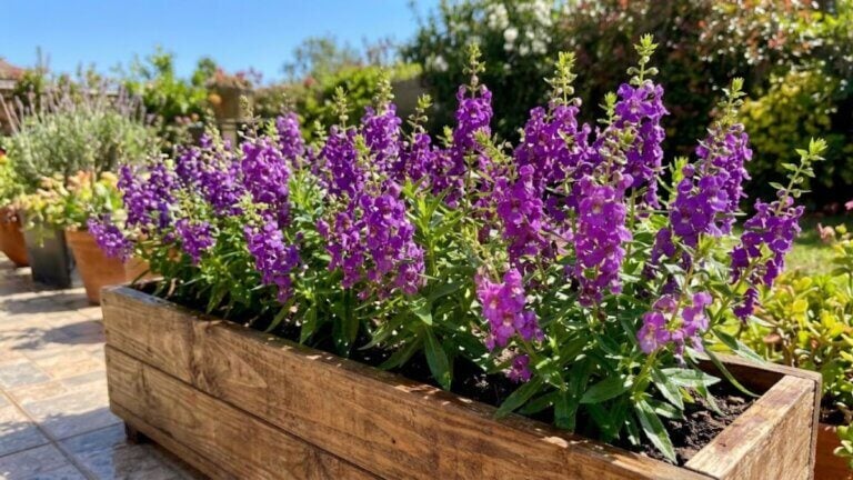 angelonia