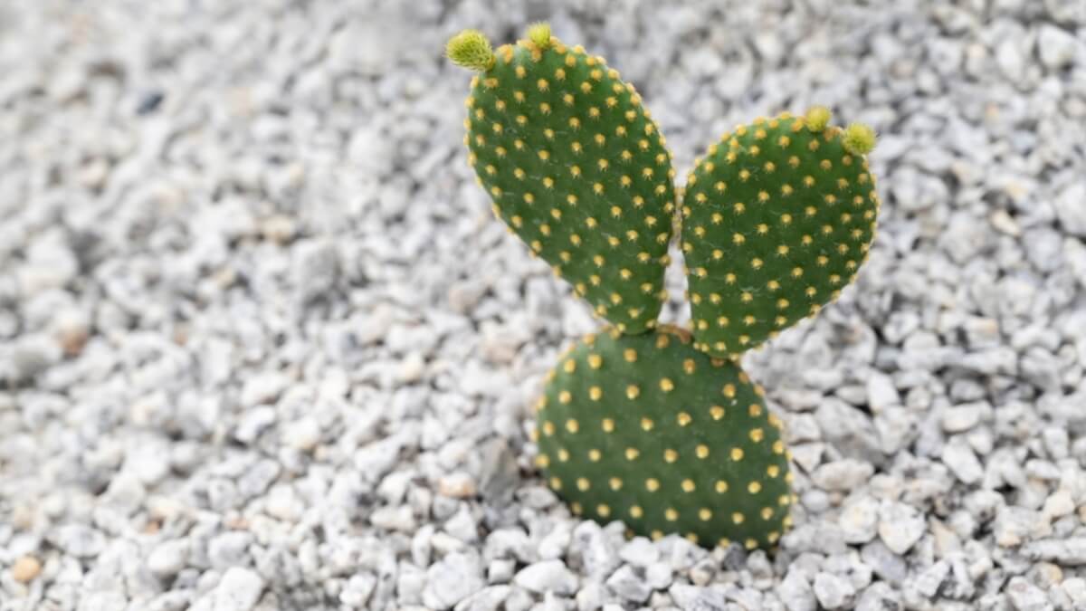 Cactus oreja de conejo