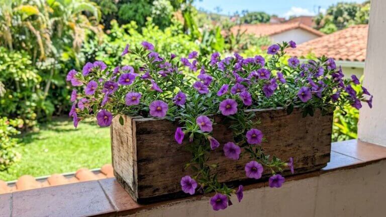 calibrachoa