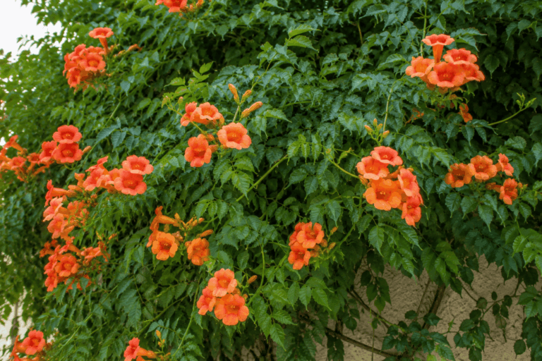 Flores em forma de sino nas cores laranja e vermelho para enfeitar grandes estruturas.