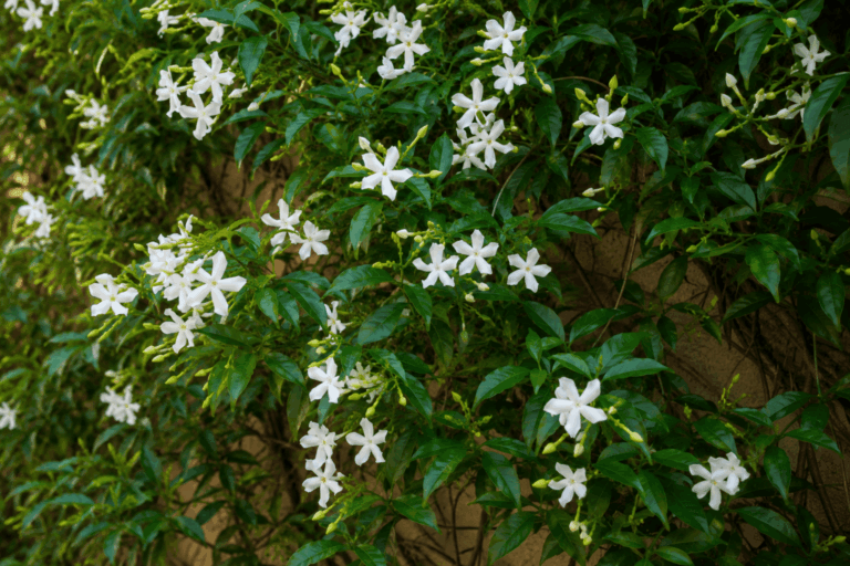 Folhagem perene e um perfume inebriante durante a primavera.