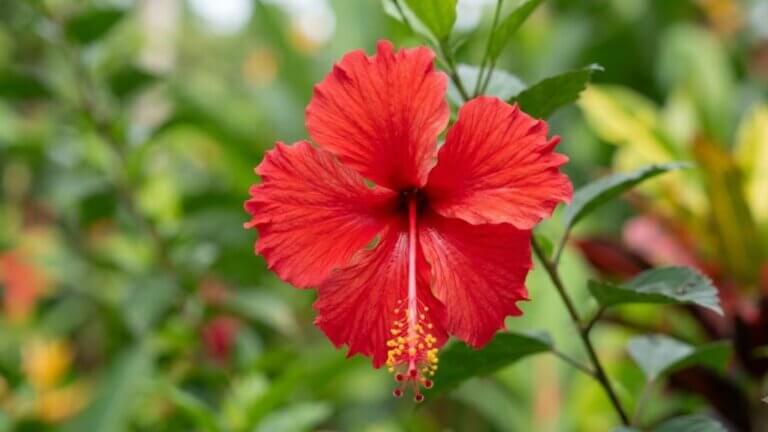 Hibisco