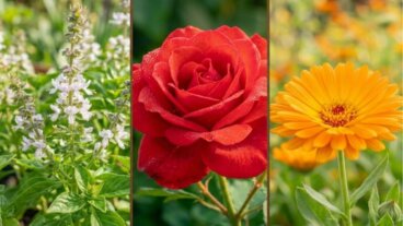 Flores comestíveis em casa: 7 opções e o que preparar com cada uma delas