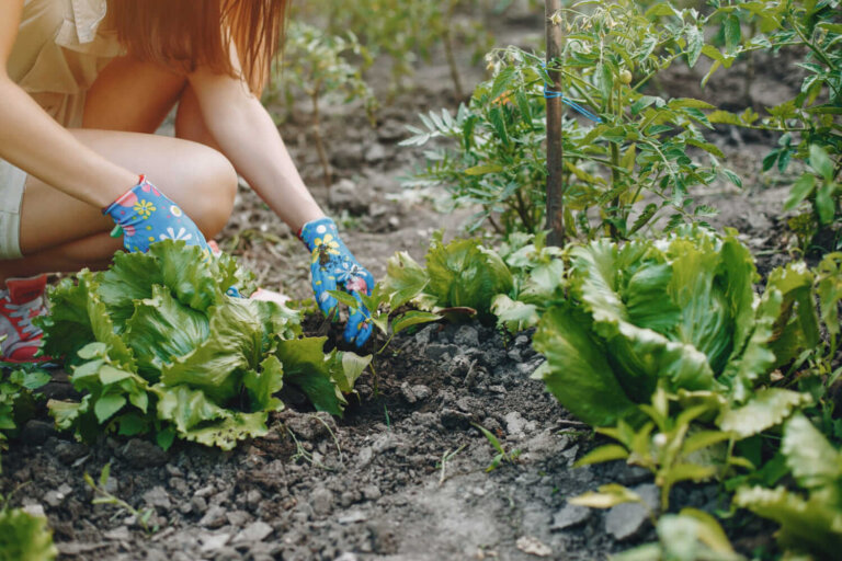 6 hortaliças perenes para a horta: como plantá-las e colhê-las por muitos anos