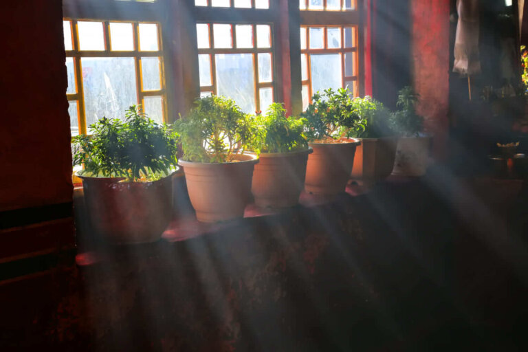 6 plantas de folhas pequenas para decorar a janela sem bloquear a luz