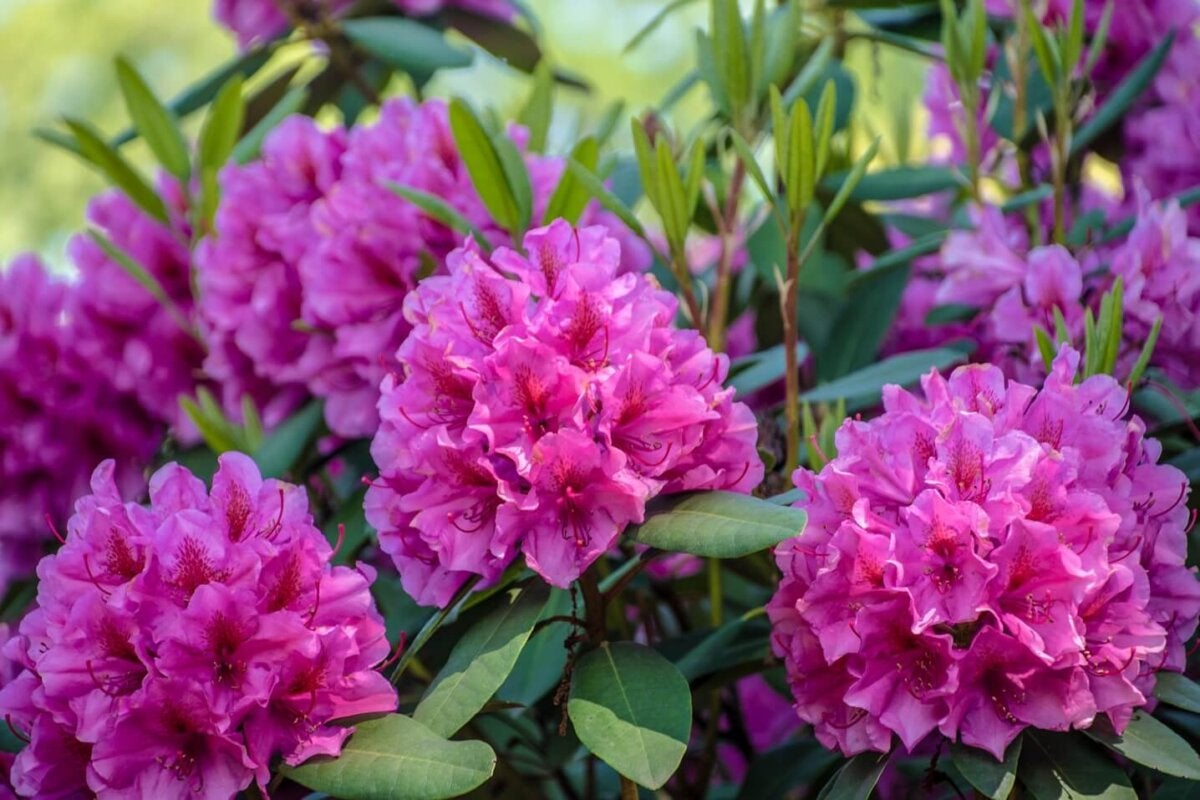 Planta de azalea
