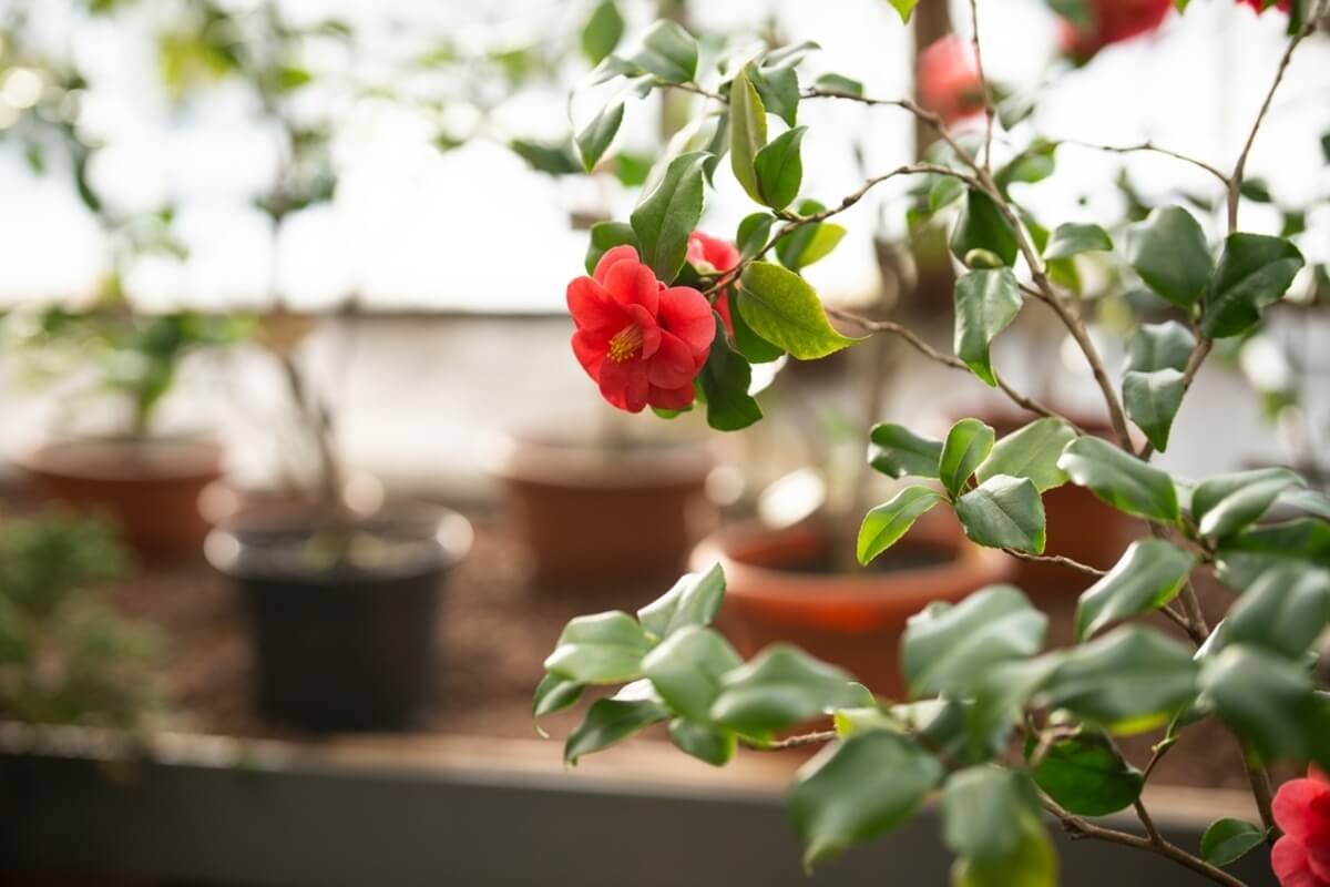 Planta de camelia