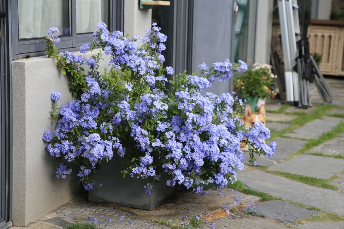 Planta plumbago