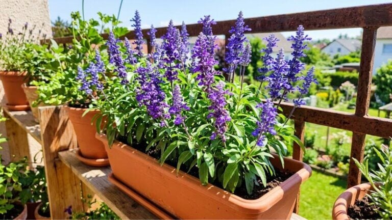 salvia farinácea