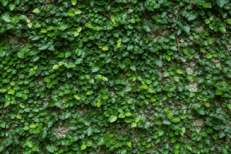 Um manto verde denso, fino e uniforme para áreas de meia-sombra.