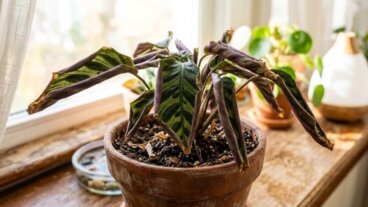 As folhas da minha calathea estavam enrolando, mas com esses 5 ajustes ela começou a melhorar