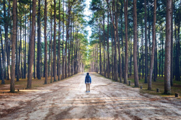 Quando tudo perde o valor: “Há quem atravesse a floresta e veja apenas lenha para a fogueira”