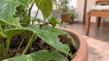As formigas estão danificando suas plantas? Como combatê-las e controlar o formigueiro