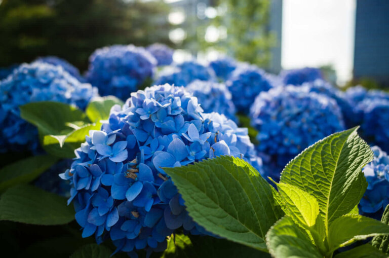 Por que sua hortênsia não fica azul? A variedade e o pH têm a resposta