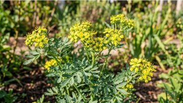 Como cultivar arruda no seu jardim para afastar os insetos