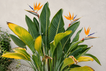 O que fazer para recuperar uma Strelitzia com folhas amareladas
