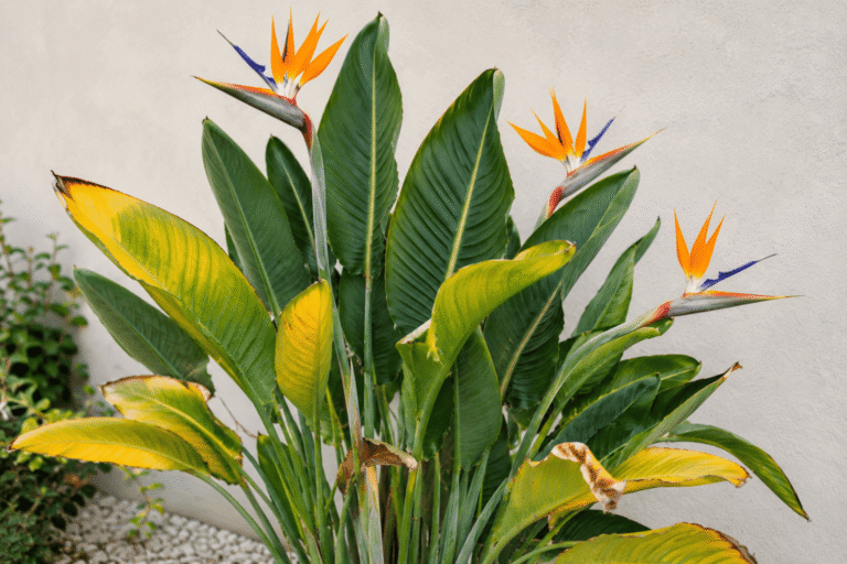 O que fazer para recuperar uma Strelitzia com folhas amareladas