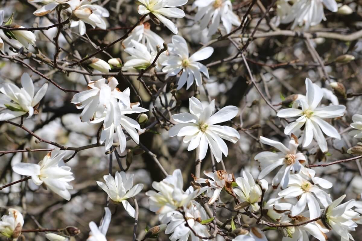 Magnolia estrellada