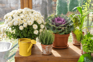 4 plantas ideais para cultivar em vasos durante o outono