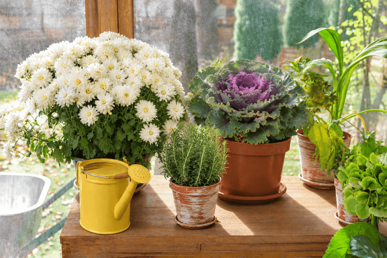 4 plantas ideais para cultivar em vasos durante o outono