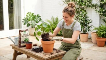 Transplante na primavera ou no outono: 5 dicas para escolher o melhor momento