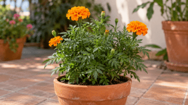 Minha cempasúchil não floresce: 7 possíveis motivos e como corrigi-los