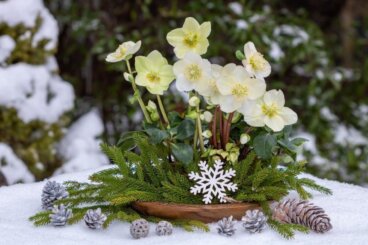 O heléboro, a planta que exige poucos cuidados e floresce quando chega o frio