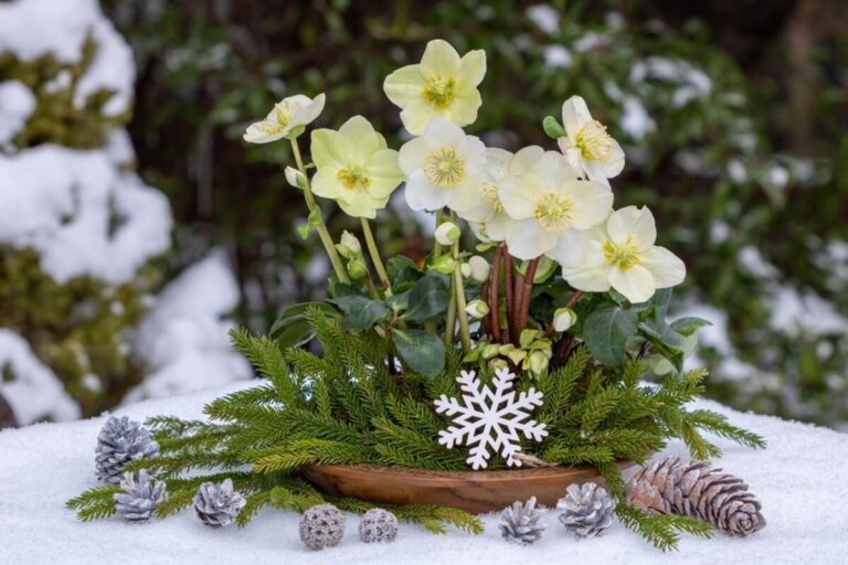 O heléboro, a planta que exige poucos cuidados e floresce quando chega o frio