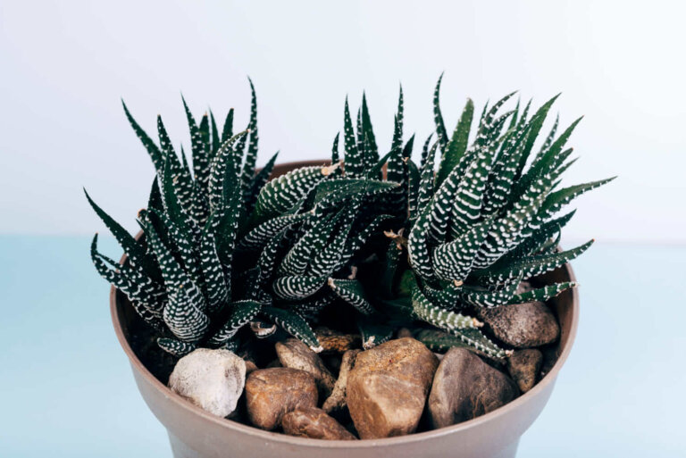 Haworthias: as suculentas ideais para espaços pequenos e com pouca luz