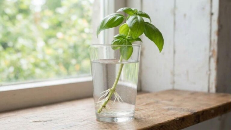 Manjericão e hortelã infinitos: como cultivar suas ervas aromáticas em potes com água
